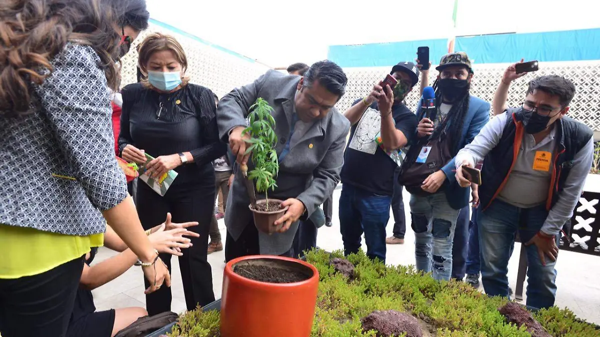 planta marihuana san lazaro LAURA LOVERA